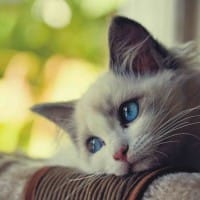 Ảnh đại diện người dùng Liễu Thùy My